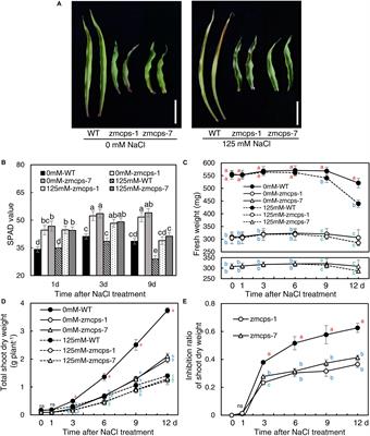 Copalyl Diphosphate Synthase Mutation Improved Salt Tolerance in Maize (Zea mays. L) via Enhancing Vacuolar Na+ Sequestration and Maintaining ROS Homeostasis